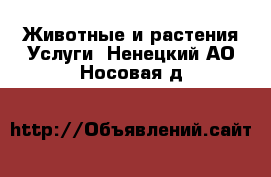 Животные и растения Услуги. Ненецкий АО,Носовая д.